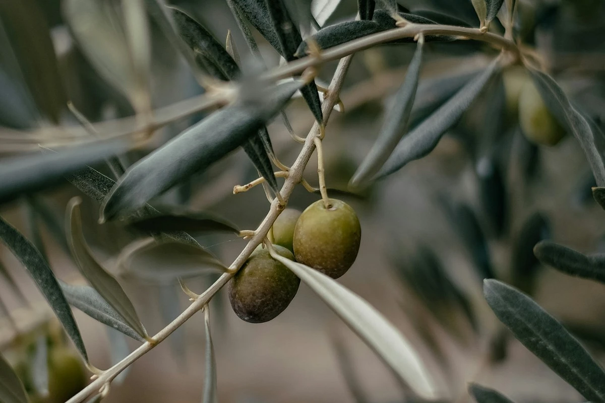 Olio Poggio Trevvalle